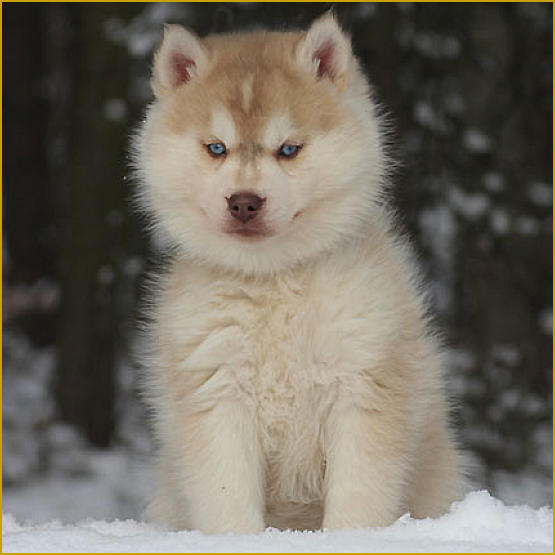 Siberian Husky Nordic Fire