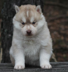 Siberian Husky Nordic Fire