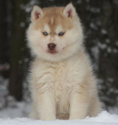 Siberian Husky Nordic Fire