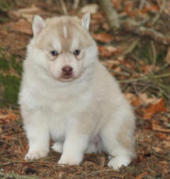 Siberian Husky Nordic Fire