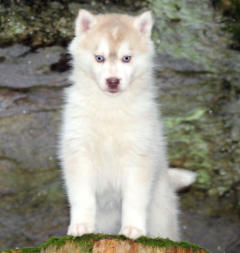 Siberian Husky Nordic Fire