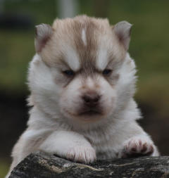 Siberian Husky Nordic Fire