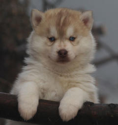 Siberian Husky Nordic Fire