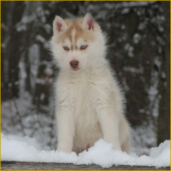 Siberian Husky Nordic Fire