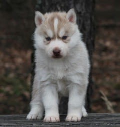 Siberian Husky Nordic Fire