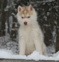 Siberian Husky Nordic Fire