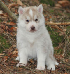 Siberian Husky Nordic Fire