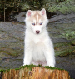 Siberian Husky Nordic Fire