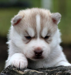 Siberian Husky Nordic Fire