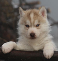 Siberian Husky Nordic Fire