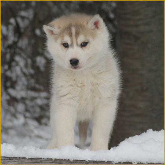 Siberian Husky Nordic Fire