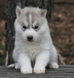 Siberian Husky Nordic Fire