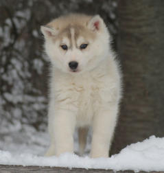 Siberian Husky Nordic Fire