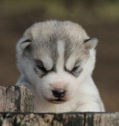 Siberian Husky Nordic Fire