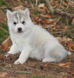 Siberian Husky Nordic Fire