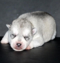 Siberian Husky Nordic Fire