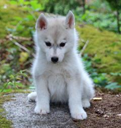 Siberian Husky Nordic Fire