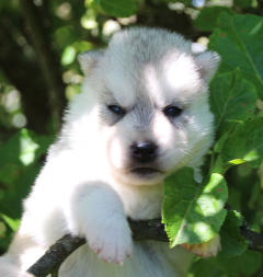 Siberian Husky Nordic Fire