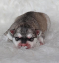 Siberian Husky Nordic Fire