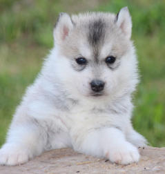 Siberian Husky Nordic Fire