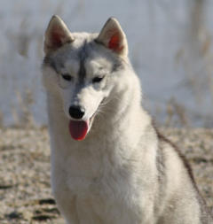 Siberian Husky Nordic Fire