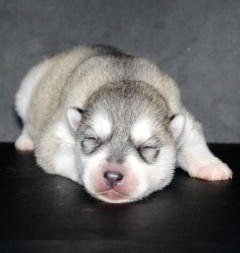 Siberian Husky Nordic Fire