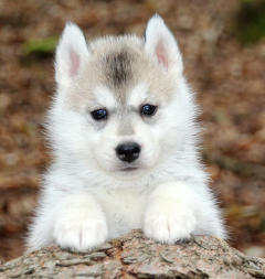 Siberian Husky Nordic Fire