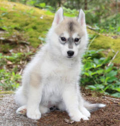 Siberian Husky Nordic Fire