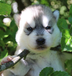 Siberian Husky Nordic Fire