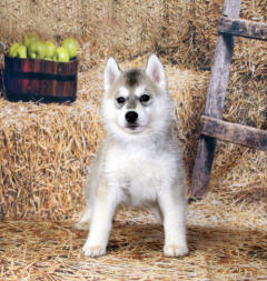 Siberian Husky Nordic Fire