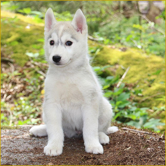 Siberian Husky Nordic Fire