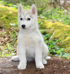 Siberian Husky Nordic Fire