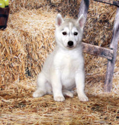 Siberian Husky Nordic Fire