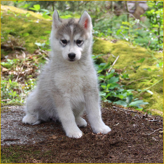 Siberian Husky Nordic Fire