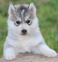 Siberian Husky Nordic Fire