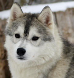 Siberian Husky Nordic Fire