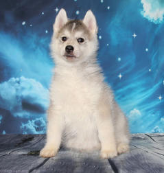 Siberian Husky Nordic Fire