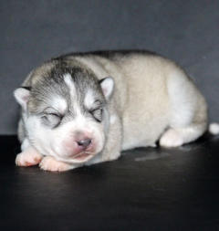 Siberian Husky Nordic Fire