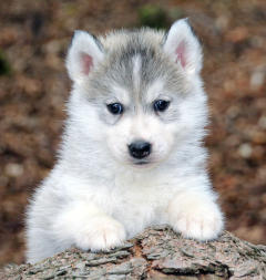 Siberian Husky Nordic Fire