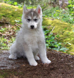 Siberian Husky Nordic Fire