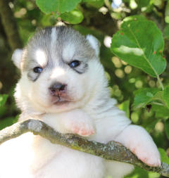 Siberian Husky Nordic Fire