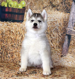 Siberian Husky Nordic Fire