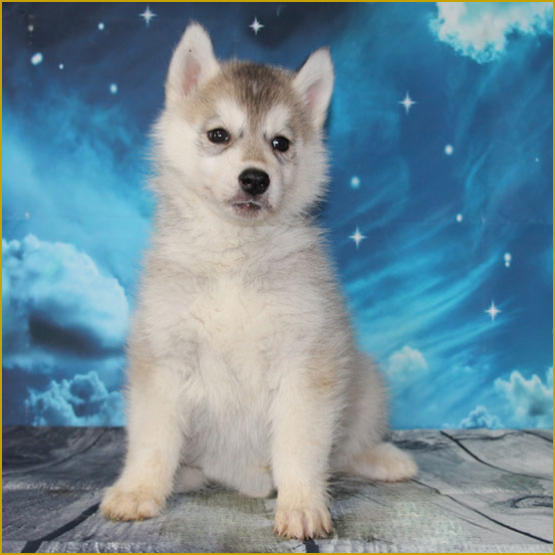 Siberian Husky Nordic Fire