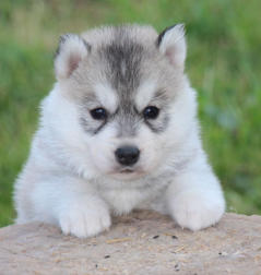 Siberian Husky Nordic Fire