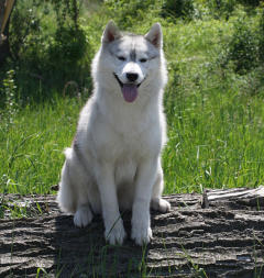 Siberian Husky Nordic Fire