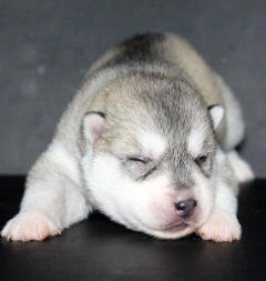 Siberian Husky Nordic Fire