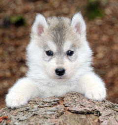 Siberian Husky Nordic Fire