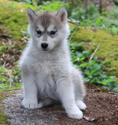 Siberian Husky Nordic Fire