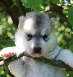 Siberian Husky Nordic Fire