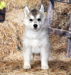 Siberian Husky Nordic Fire